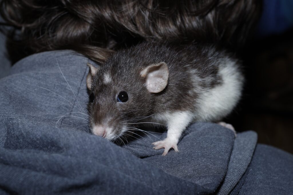 Se débarrasser des rats à la maison : conseils et techniques